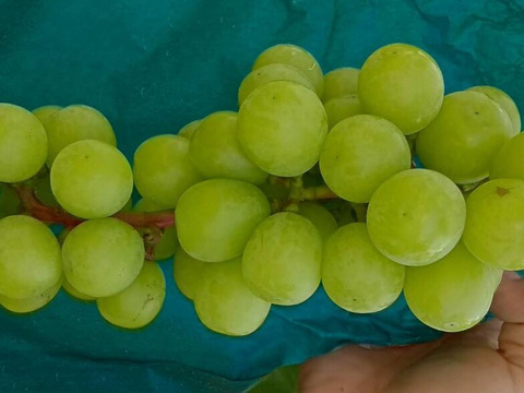 【食べる喜び・贈る喜びを感じる】★訳あり・家庭用★シャインマスカット1㎏　2～3房