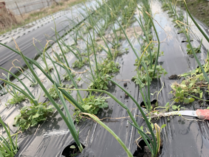 野菜は、除草剤を使っていません。
