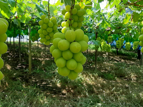 【高品質】温室ハウス栽培　シャインマスカット　600ｇ以上（１房入）