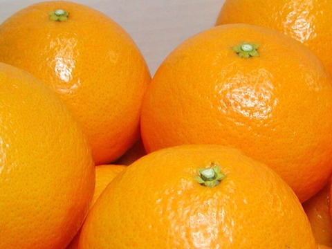 【国産】 早割！！】果汁たっぷり！！愛媛県産清見（きよみ）オレンジ5kg 果物