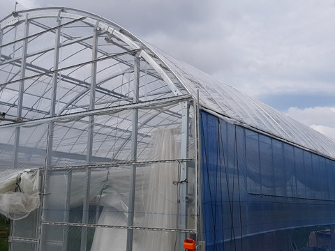 【高品質】温室ハウス栽培　シャインマスカット　1.2Kg以上（2房入）