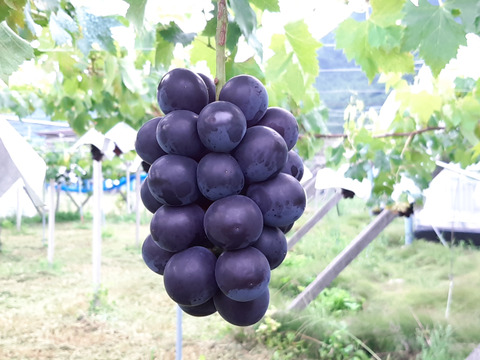 ぶどうの王様【本場山梨県産】　種無し巨峰2kg(4～5房)