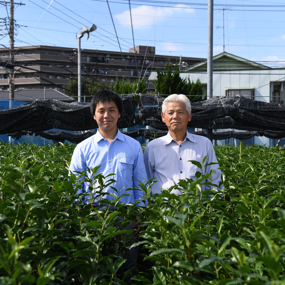 狭山茶 ふじみ野 丸康園 内田輝美