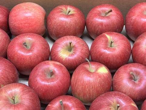 ★すぐに出荷★【加工用バラ詰め】極小玉のシナノスイート!! ジュース、スイーツ、コンポート、すりおろし林檎　加工用・業務用🍎約2.7Kg青森県産