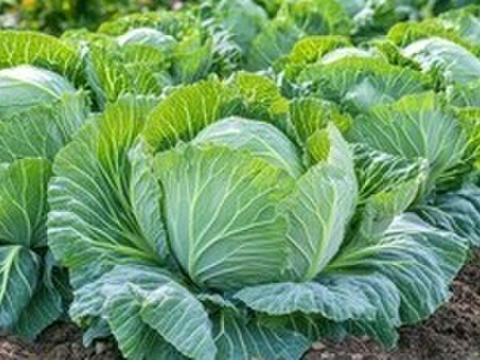 【数量限定☆春セット🎁】栄養いっぱい！お得いっぱい！旬の春野菜詰め合わせ箱☆🥗🥕🥦＋春キャベツ付き🥬