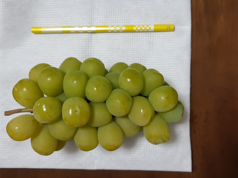 ぶどうグランプリmacaroni賞　ご家庭用　朝採りシャインマスカット(３～５房２kg以上)