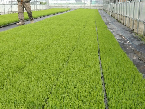 新米[Ｒ3年産]特別栽培米 モチモチふっくらミルキークイーン 5kg
