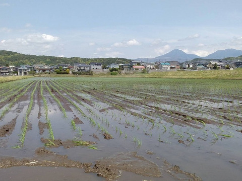 【令和5年産】特別栽培米 モチモチふっくらミルキークイーン 精米10kg