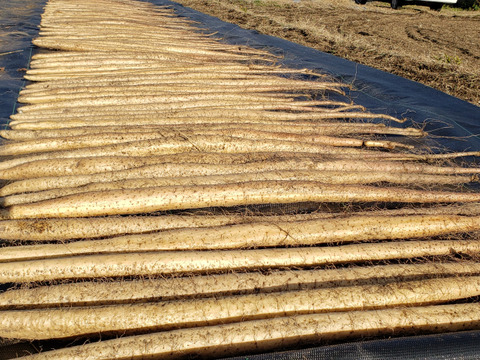 自然薯（富士山育ち）濃厚とろろ　1kg　家庭用　贈答用