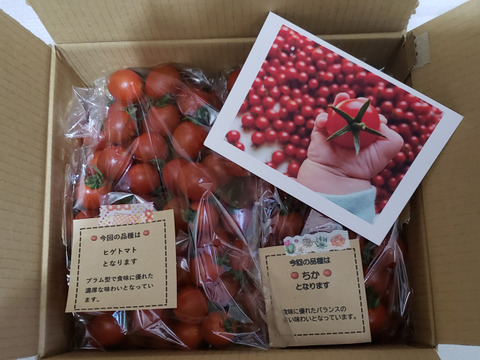 笑顔引き出す！みにとまとの食べ比べ 1.5kg