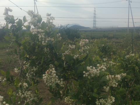 生ブルーベリー(1キロ)
mix「200g×5パック」期間限定商品
一人農家の為、一日3セット限定でのお届けになります。