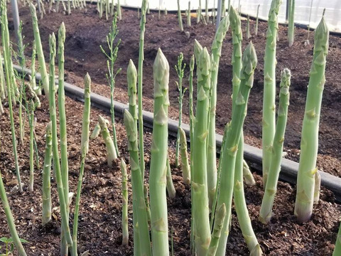 【採れたて直送】森のアスパラ １㎏100本程度（ＳⅯサイズ）