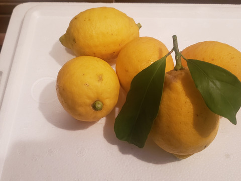 箱入りレモン娘(栽培期間中農薬不使用・有機肥料・ノーワックス