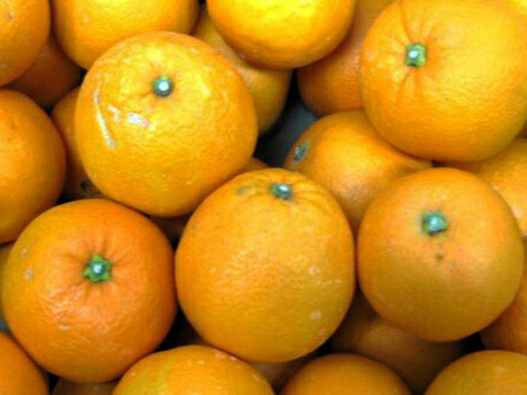 ネーブルオレンジ 3kg 広島 瀬戸田産 家庭用 国産ネーブル