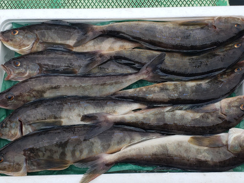 6月限定 生ホッケ10入 4 5 秋田県産 食べチョク 農家 漁師の産直ネット通販 旬の食材を生産者直送 6月限定 生ホッケ10入 4 5 秋田県産 食べチョク 農家 漁師の産直ネット通販 旬の食材を生産者直送