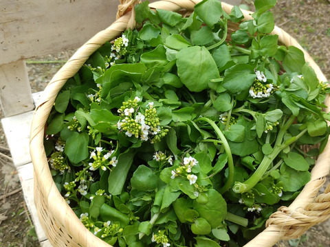 【有機認証クレソン100％】今だけの　花たっぷり詰め込みクレソン　～サラダに彩り大袋500g×2P～