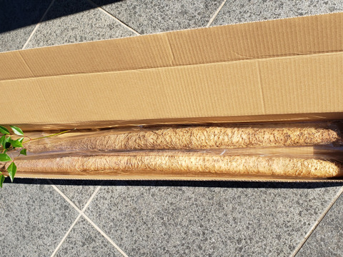 自然薯（富士山育ち）濃厚とろろ　1kg　家庭用　贈答用