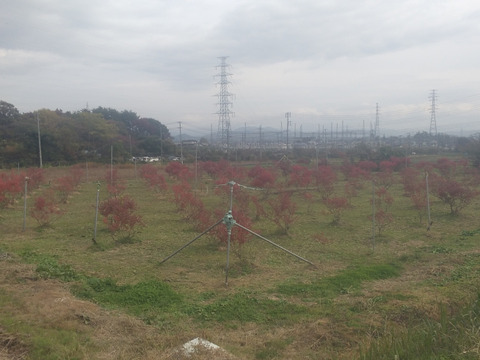 生ブルーベリー(1キロ)
mix「200g×5パック」期間限定商品
一人農家の為、一日3セット限定でのお届けになります。