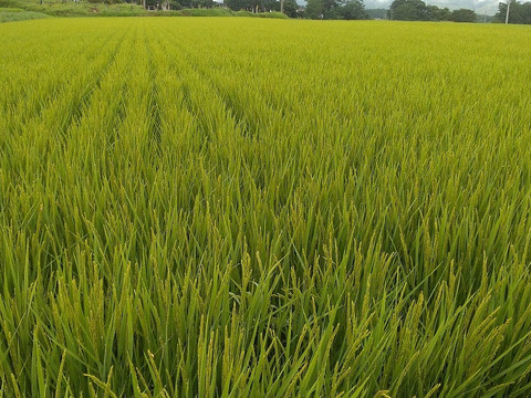 [Ｒ3年産新米]特別栽培米 あきたこまち精米10kg