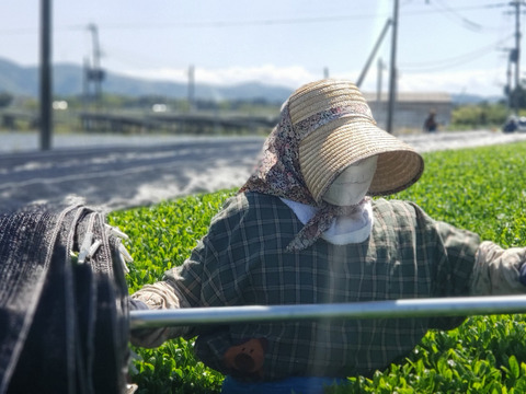 【新茶のみ使用】知覧茶　1袋100g×2袋　日本茶インストラクター在籍店　茶農家が販売するお茶　深蒸し煎茶　かぶせ茶