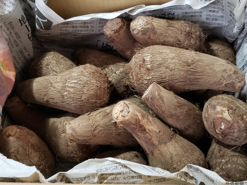 『群馬県産』ねっとり里芋バラバラサイズ1,8キロ(農薬、化学肥料不使用)