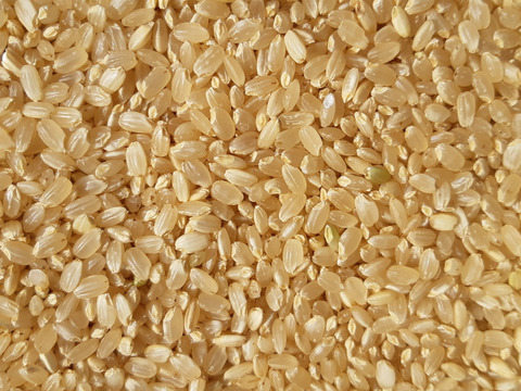 【新米】農薬・肥料不使用・天日干し！ササニシキ玄米１０㎏