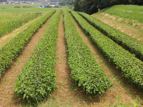 農薬、化学肥料不使用の桑の葉茶