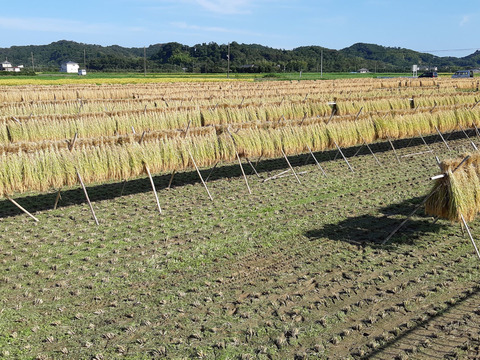 【新米】農薬・肥料不使用・天日干し！ササニシキ玄米１０㎏