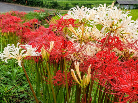 【かず姉様専用♪】オクラ1kg＆らっきょ漬＆生姜さんお野菜セット♪