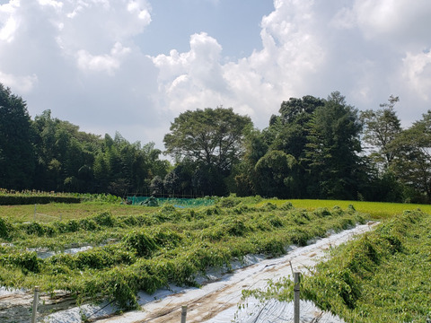 自然薯（富士山育ち）濃厚とろろ　1kg　家庭用　贈答用