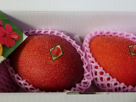 沖縄 宮古島産 完熟マンゴー2.4kg 業務用（訳あり） - 果物