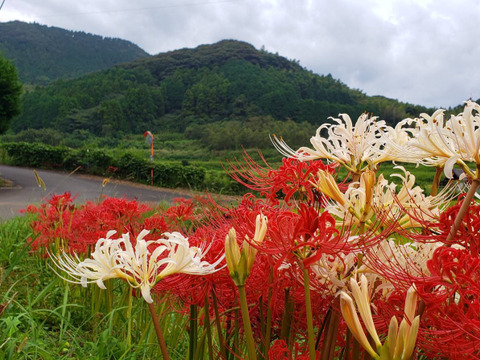 【かず姉様専用】10月9日着ニラ・生姜さん野菜セット♪