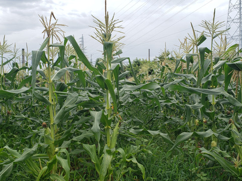 えっ極甘！！幻の白いとうもろこし
生でガブっと雪の妖精 7本セット
