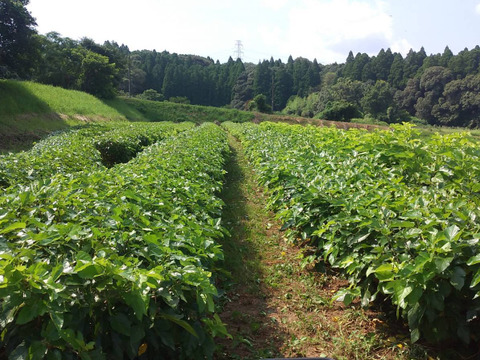 農薬、化学肥料不使用の桑の葉茶