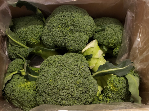 【朝採り新鮮！】ルミナス