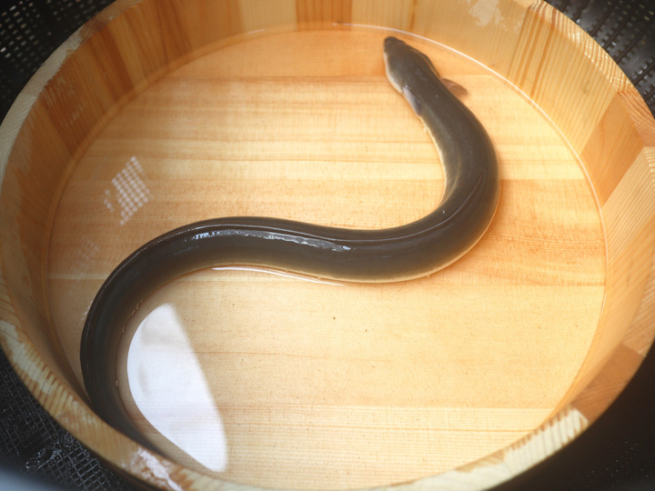 【希少品❗️】 国産 新仔うなぎの白焼き 8匹入り 土用の丑フェア：通常6,700円→6,500円】丸和うなぎ白焼き(普通