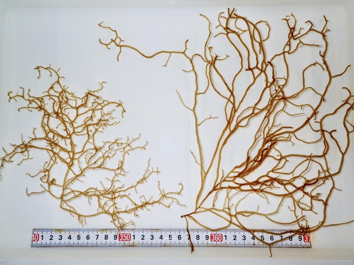 生まれも育ちも宮古島!※運営からのお知らせ※ 新型コロナウイルスの影響により、売上が全体の40%ほど減少してしまったそうです。 もずくを販売していますので、ごはんのおかずや汁物にいかがでしょうか?