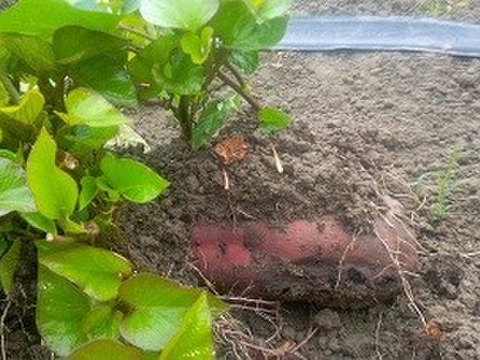 さつまいも　ねっとり系　安納芋　自然栽培、肥料農薬不使用、自家採種1.6㎏