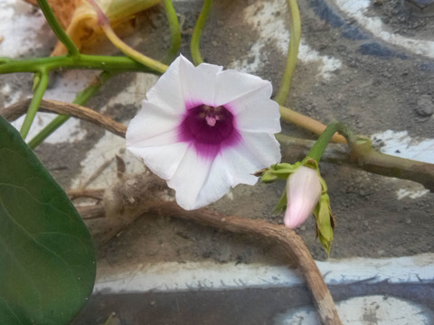 さつまいも　紅はるか　自然栽培、農薬肥料不使用　1.6㎏