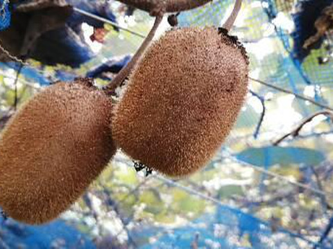 農薬不使用！【追熟済】緑キウイ「ヘイワード」2kg