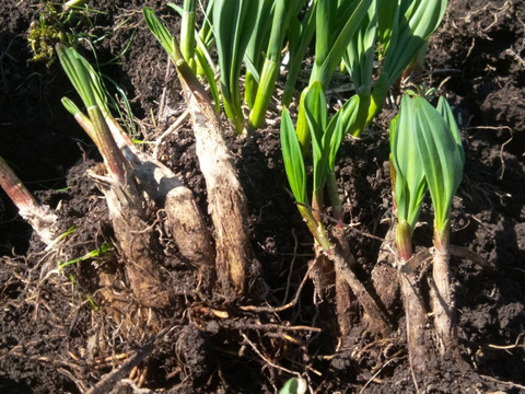 【2026年優先予約】！初物を優先発送(4月中旬)！太い行者にんにく500g　「やわらか若葉」幻の山菜