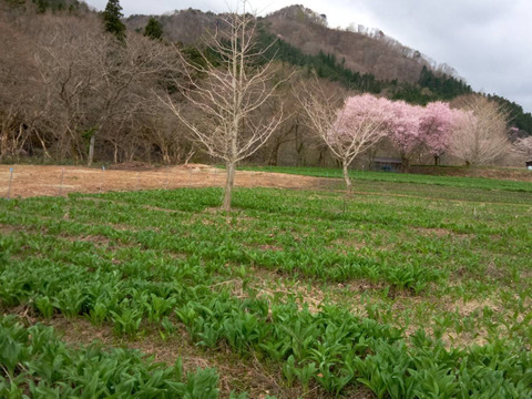 【2026年優先予約】！初物を優先発送(4月中旬)！太い行者にんにく2kg　「やわらか若葉」幻の山菜