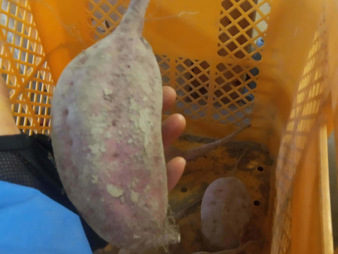 さつまいも　ねっとり系　安納芋　自然栽培、肥料農薬不使用、自家採種1.6㎏