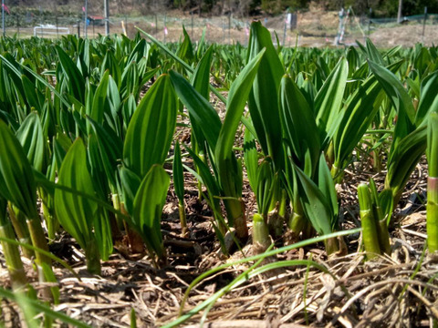 【2026年優先予約】！初物を優先発送(4月中旬)！太い行者にんにく4kg　「やわらか若葉」幻の山菜