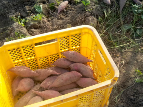 さつまいも 紅はるか 自然栽培、農薬肥料不使用 1.6㎏：和歌山県産のべ