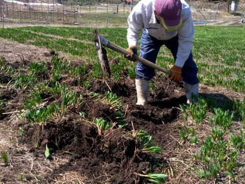 【2026年優先予約】！初物を優先発送(4月中旬)！太い行者にんにく4kg　「やわらか若葉」幻の山菜
