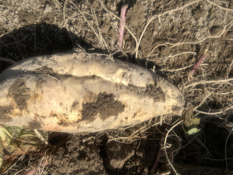 さつまいも　いずみ13号　肥料農薬不使用、自家採種3㎏