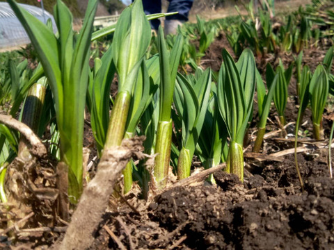 【2026年優先予約】！初物を優先発送(4月中旬)！太い行者にんにく3kg　「やわらか若葉」幻の山菜