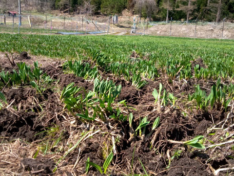 【2026年優先予約】！初物を優先発送(4月中旬)！太い行者にんにく4kg　「やわらか若葉」幻の山菜