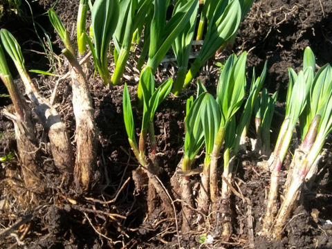 【2026年優先予約】！初物を優先発送(4月中旬)！太い行者にんにく2kg　「やわらか若葉」幻の山菜